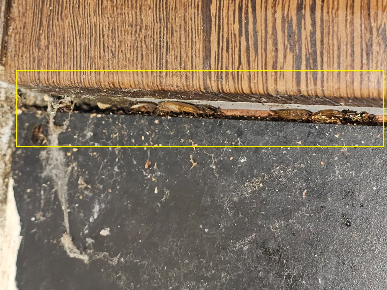 Cockroach treatment service in Guildford kitchen area