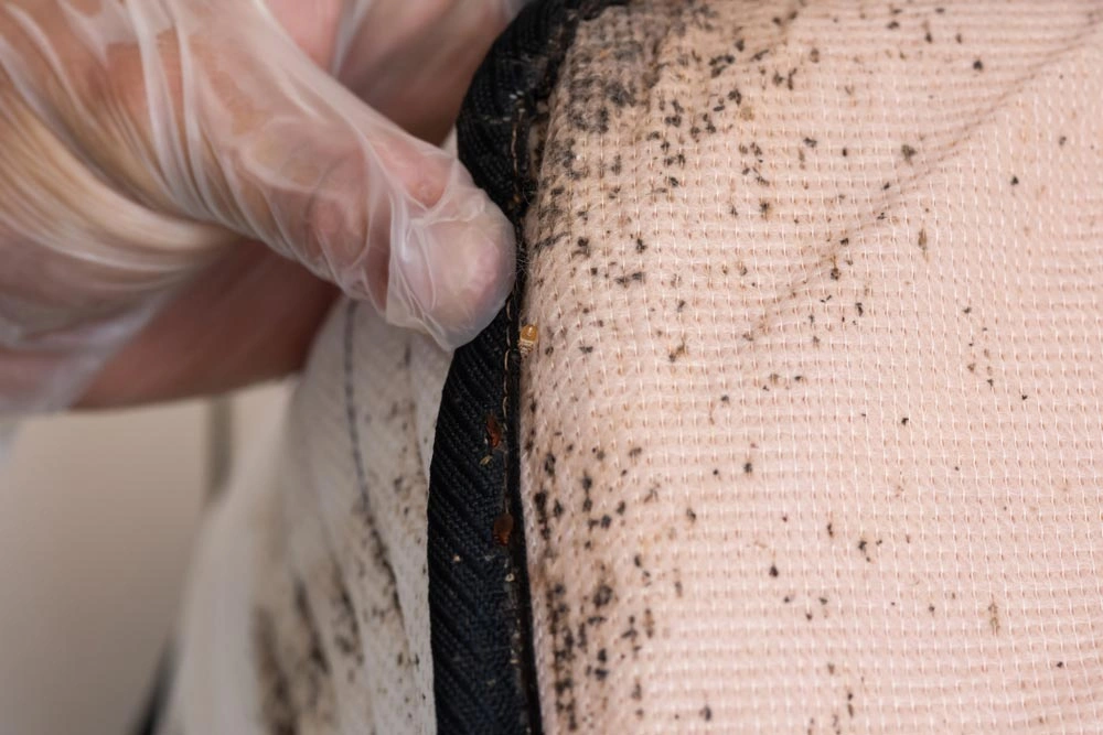 Bedbugs Control Zetland​
